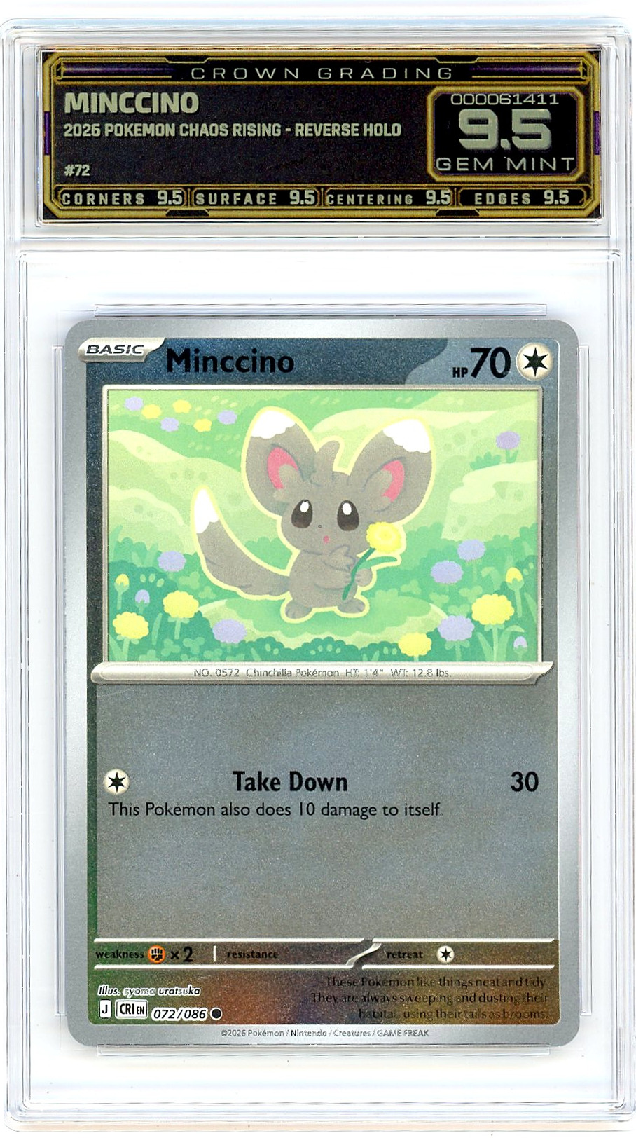Minccino