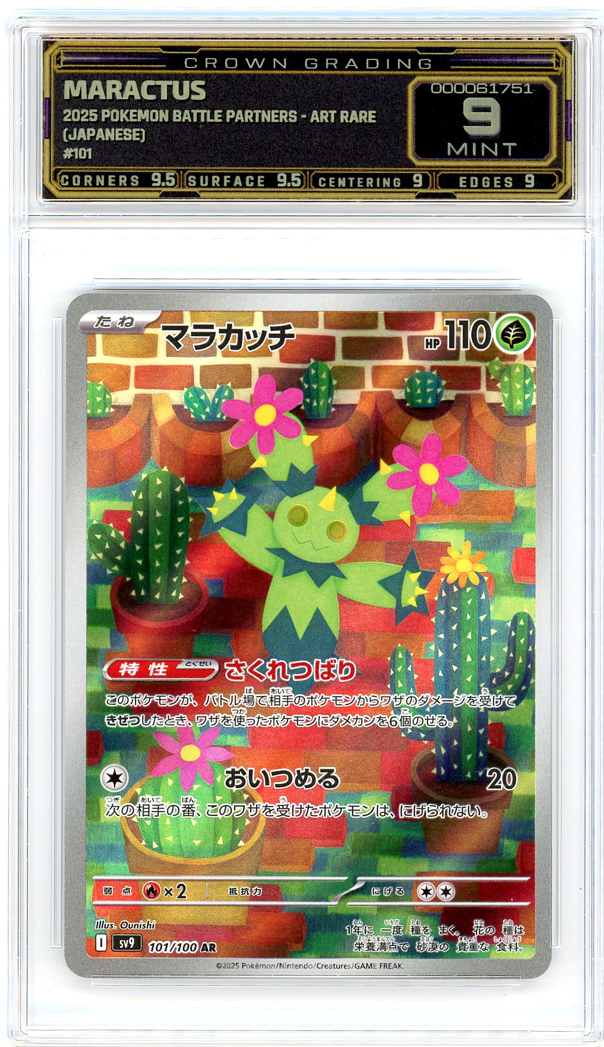 Maractus